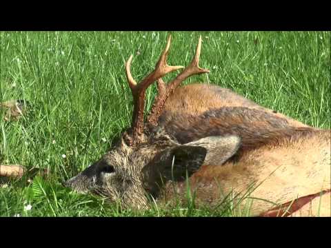 Abschlusspirsch mit gutem Anblick