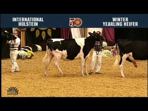 710 - Holstein Winter Yearling Heifer