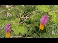 Shami Plant Shami Ka Paudha