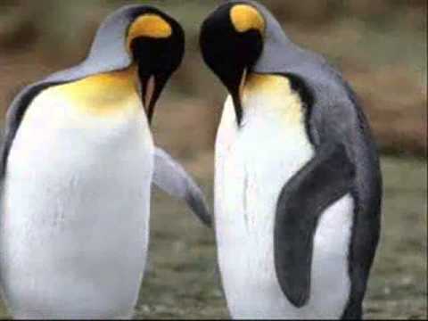 la cançó dels pingüins   Lluís Gili