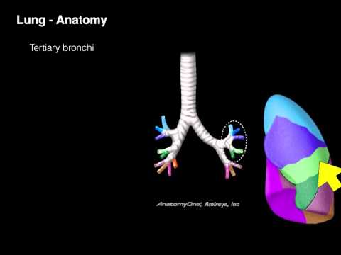 Lungs and Airways