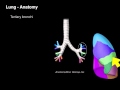 Lungs And Airways