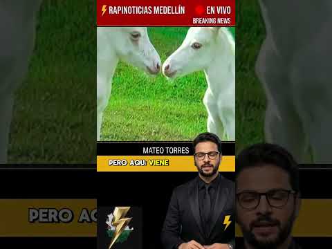 🐴🐴 ¡NACIERON MULITAS GEMELAS EN ANTIOQUIA! Crispeta y Pimienta sorprenden en Urrao