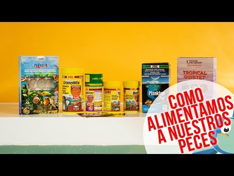 , title : 'COMO ALIMENTAMOS A NUESTROS PECES - Amazónico'