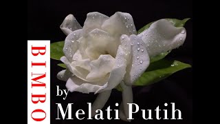 Download lagu Melati Putih - BIMBO mp3 Download lagu Melati Putih - BIMBO mp3