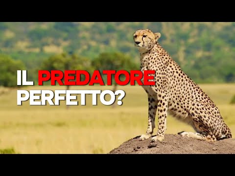 The CHEETAH: The FASTEST PREDATOR on EARTH