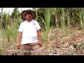 Discover the Making of Colombian Panela Sugar (Video)