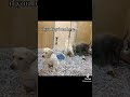 puppy mills | do not support them
