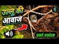 Ullu Ki Awaaz Owl Voice Owl Sounds Owl Singing Owl Sound
