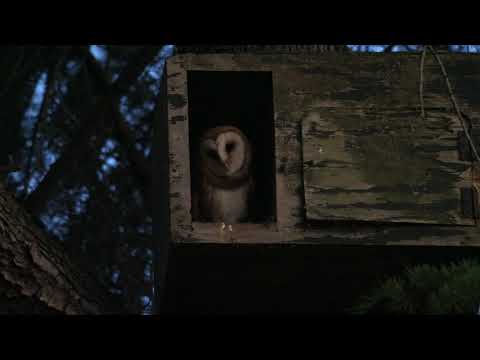 Barn Owl on nest box front porch before dawn