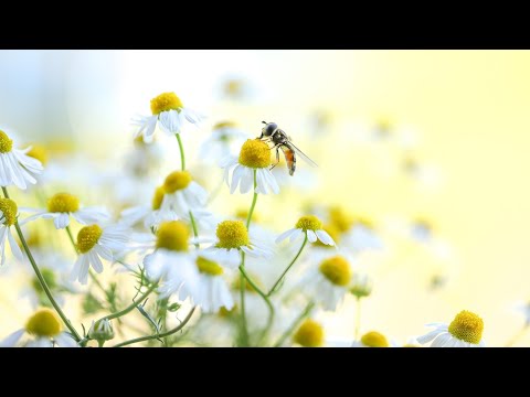 Die Heilkräfte der Kamille in der Hausapotheke nutzen