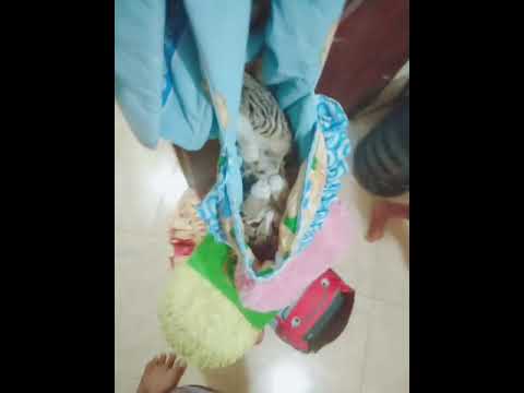 SaahirA Bersama Mozha si kucing baru(7)