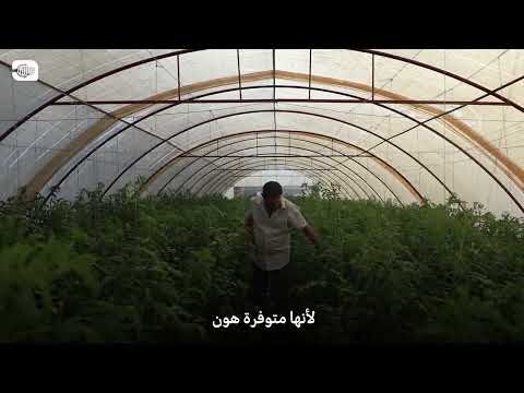 زراعة محمية لإنتاج الخضروات في إدلب