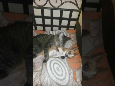 Kosi(gata) y Spidy(perro)