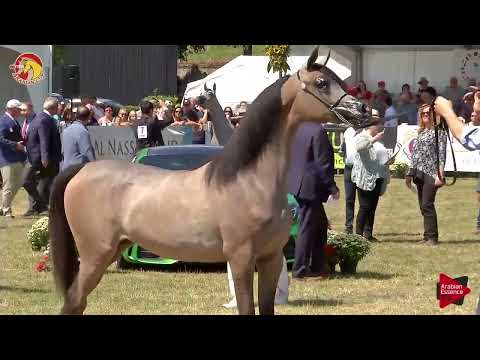 Elran Cup 2018 - Yearling Fillies Championship