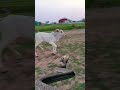 Snake Chase The Calf Green Screen Snake Shorts