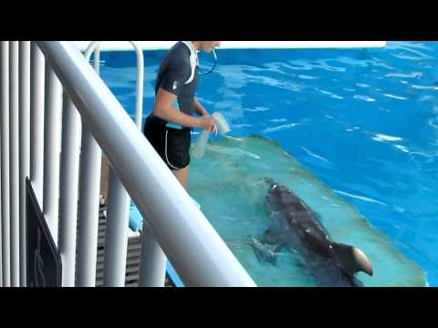 Winter gets her tail!!!