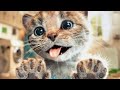 Gatinho Fofo Em Aventuras Incríveis Novo Desenho Animado Cheio De Diversão