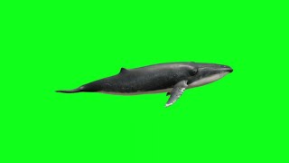 Download lagu Big Whale Fish Green Screen Background video HD Footage mp3 Download lagu Big Whale Fish Green Screen Background video HD Footage mp3