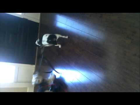 Epic Battle of Peanut against Jack.