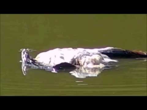 Pete's Pond : Freddy on the beach while the Terrapin's take over the Goose May 29, 2016