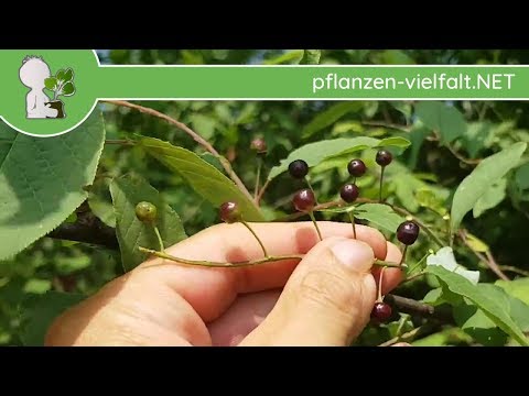 Gew. Traubenkirsche - Unreife Früchte - 30.05.18 (Prunus padus) - Bäume (Früchte) bestimmen