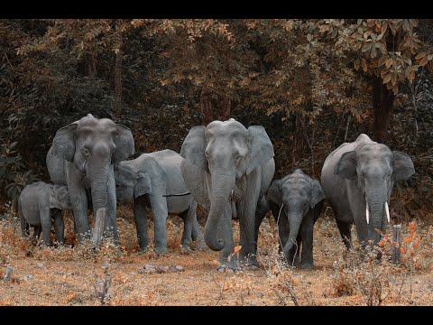 Baby Elephant Wan Mai Have A Great Fun With The Broken Water Pipe | A baby elephant playing with...