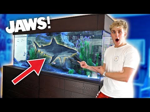 MEET MY NEW GIANT PET SHARK!!