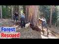 How We’re Saving Old Growth Forests from Fire