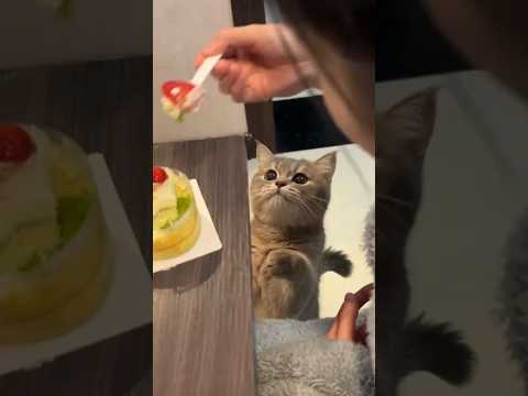 The Cat Who Never Misses a Chance to Eat😂