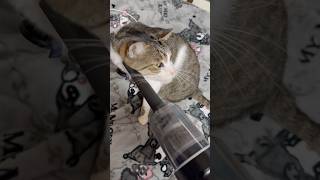 掃除機が大好きなちょっと(？)変わった猫。(むさし) #保護猫 #cat #子ネコ #ねこのいる生活 #猫のいる生活 #猫動画