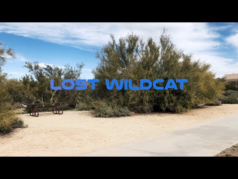 Lost Wildcat - Music Video by Jordan Dove