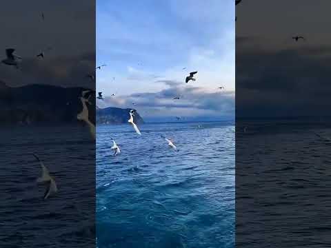 #beach #youtubeshorts #video #fyp