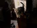Billi Boli Meow Meow बिल्ली करती म्याऊं म्याऊं Cat Meow 