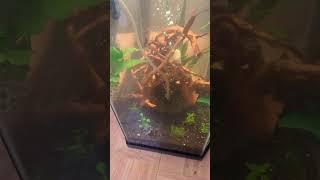 it's not crayfish 🦞