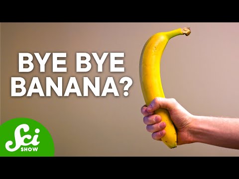 Děsivá pravda o banánech
