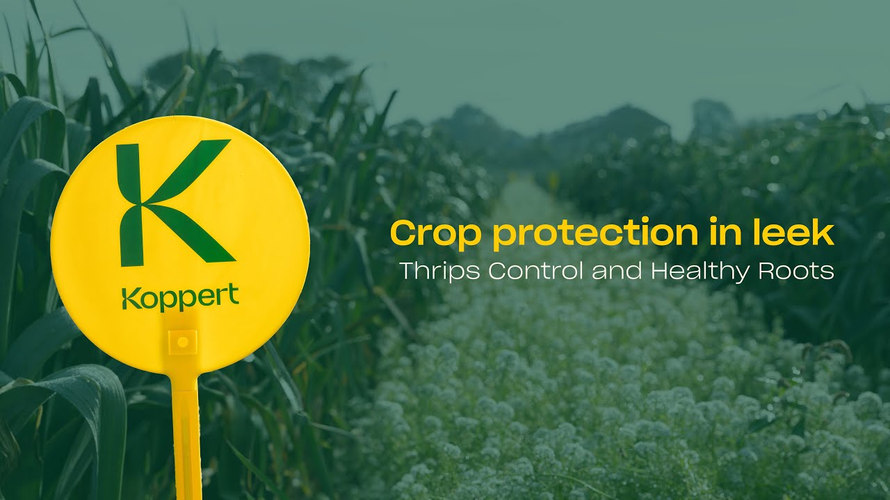 Video preview poster