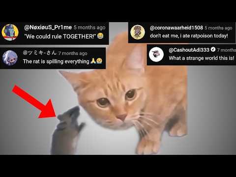 The CAT WHISPERER - Chat Music