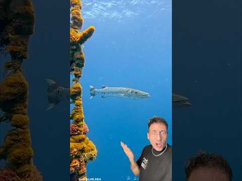 The Barracuda is TERRIFYING