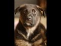Skye German Shepherd Puppy Growth 8 - 19 weeks ...