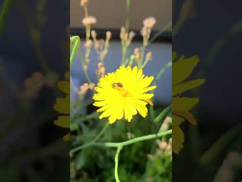 ミツバチの好きな花のリスト: 花粉媒介者を引き寄せる 20 以上の蜂蜜植物!  庭園