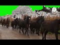 Mega Horses Stampede