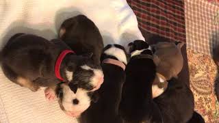 Video preview image #2 Olde English Bulldogge Puppy For Sale in CYNTHIANA, IN, USA