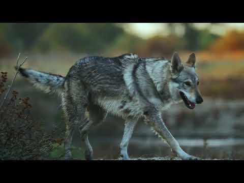 SIbir the wolfdog. Losing the fight against nature!