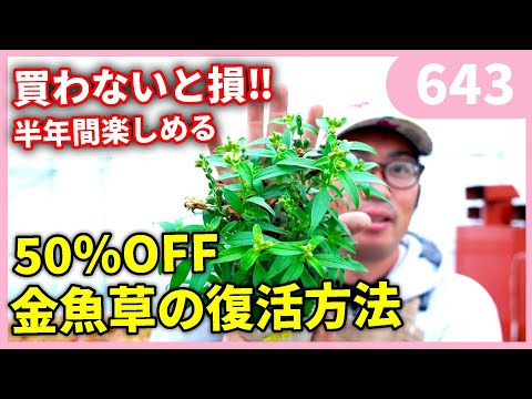 キンギョソウ 植物