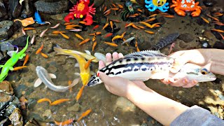 Download lagu menangkap ikan toman, ikan channa, ikan cupang, ikan hias, ikan koi, lobster asli, kura kura, bebek mp3 Download lagu menangkap ikan toman, ikan channa, ikan cupang, ikan hias, ikan koi, lobster asli, kura kura, bebek mp3