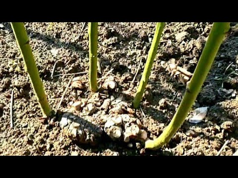 KUPINA na početku vegetacije - Vol.2022. #01.