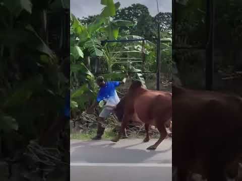 Bad Cow #virals #shortvideo #shortvideo #trending #funny #shortvideo #shorts #viralvideo #highlights
