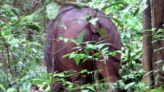 Bina, female Sumatran Rhino feeding in the Forest, Way Kambas NP in Sumatra