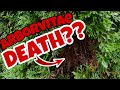 Is BROWN ARBORVITAE DEAD? What does a DYING arborvitae look like??